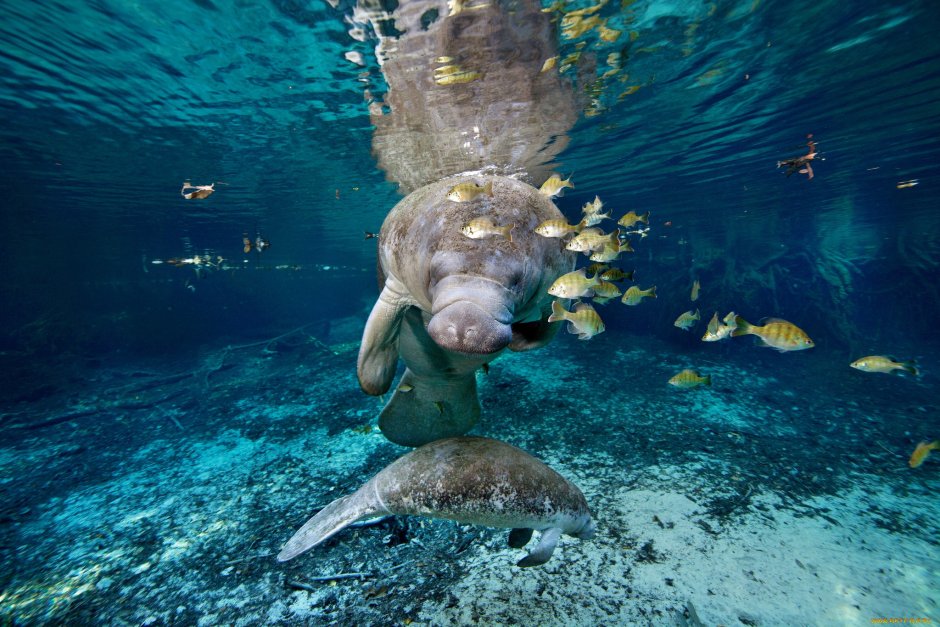 Рыба Ламантин
