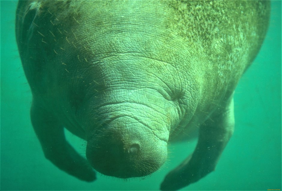 Ламантин на суше