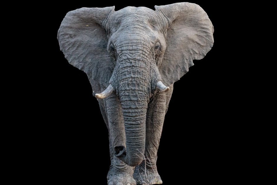 Африканский слон