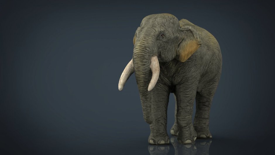 Слон 3д моделирование