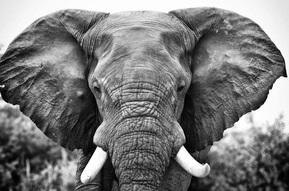 Голова слона