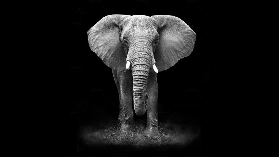 Картина слон черно белая