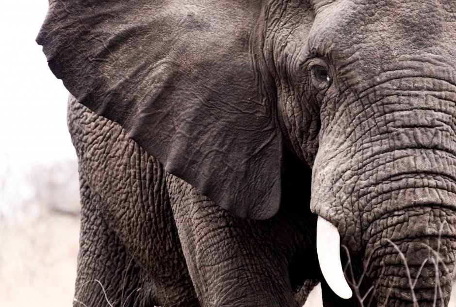 Слон красивая картина