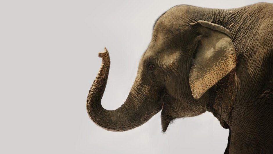 Нос слона