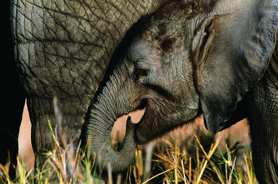 Слоны на рабочий стол