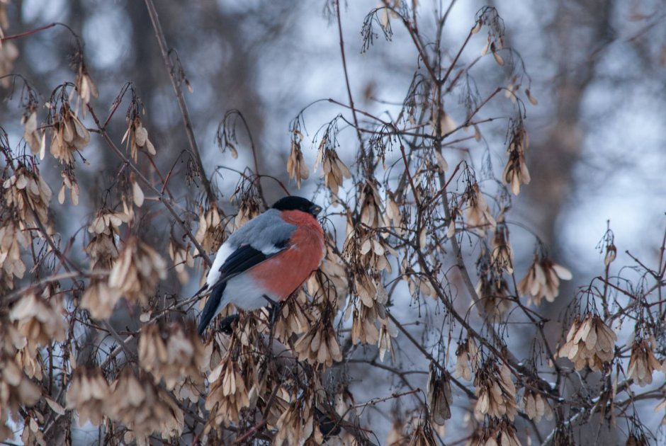 Carpodacus sibiricus урагус