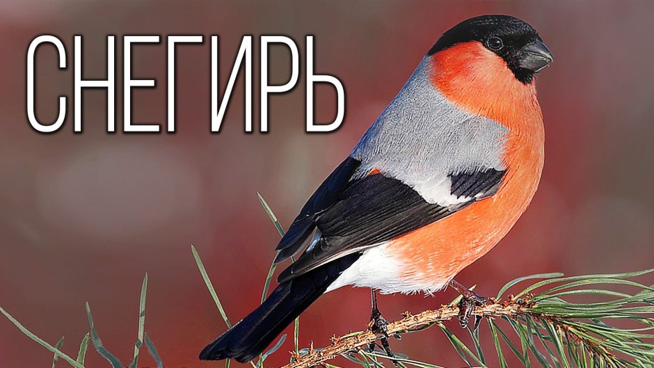 Рябина в снегу