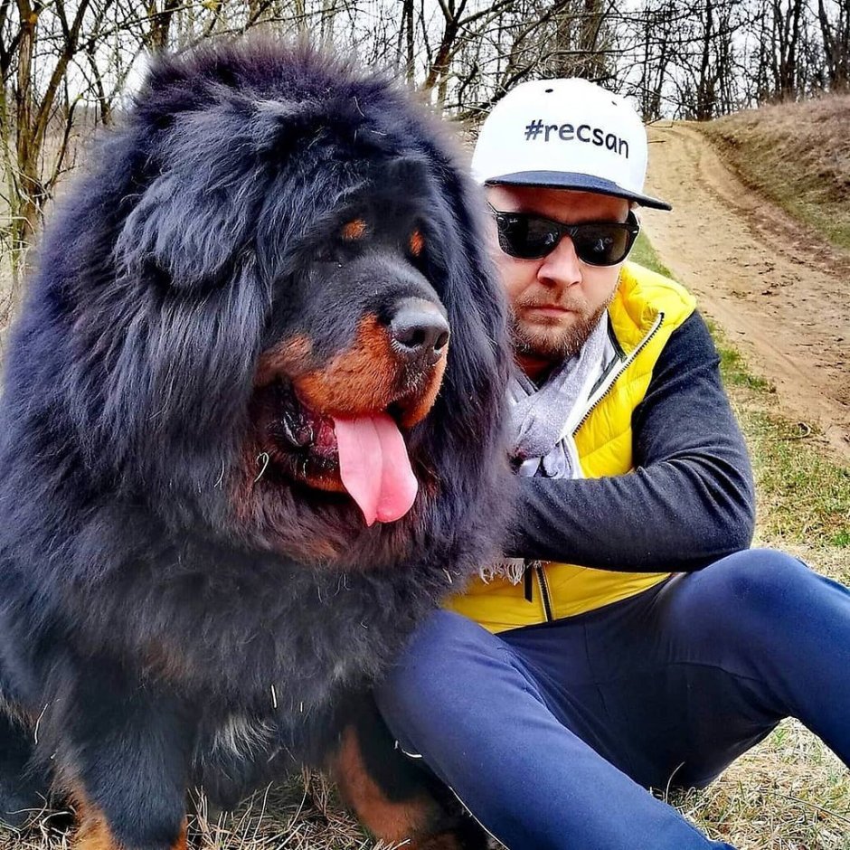 Тибетский ньюфаундленд