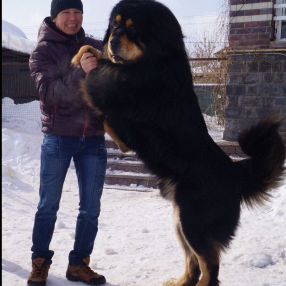 Чау чау большие