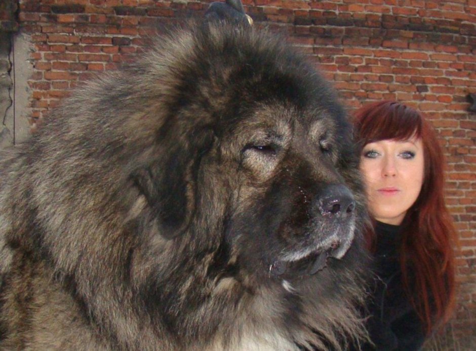 Тибетский мастиф