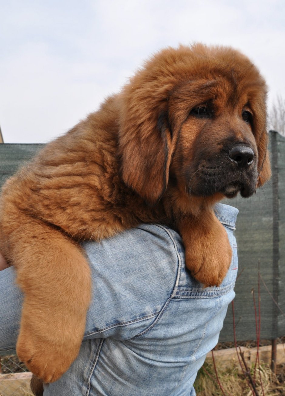Сибирский мастиф собака
