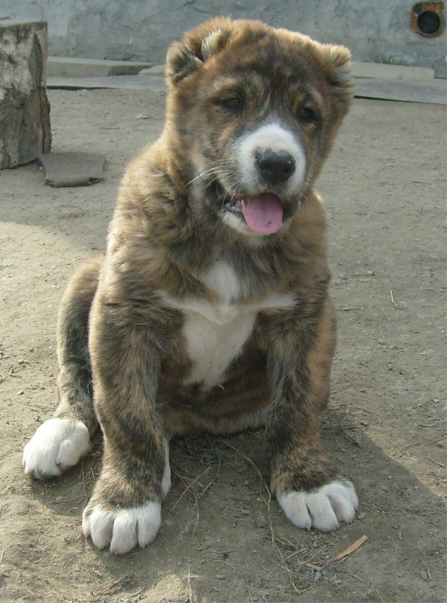 Тигровый алабай