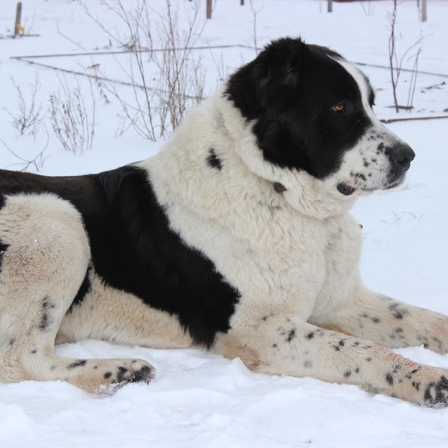 Турецкая овчарка кангал