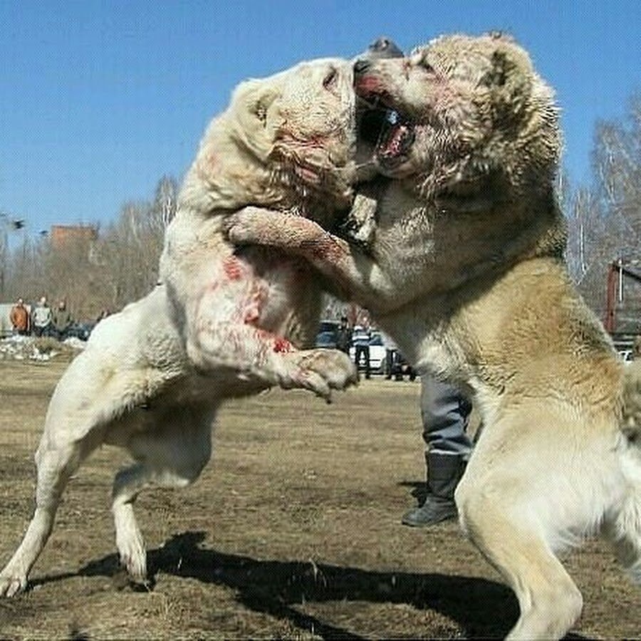 Афганский алабай