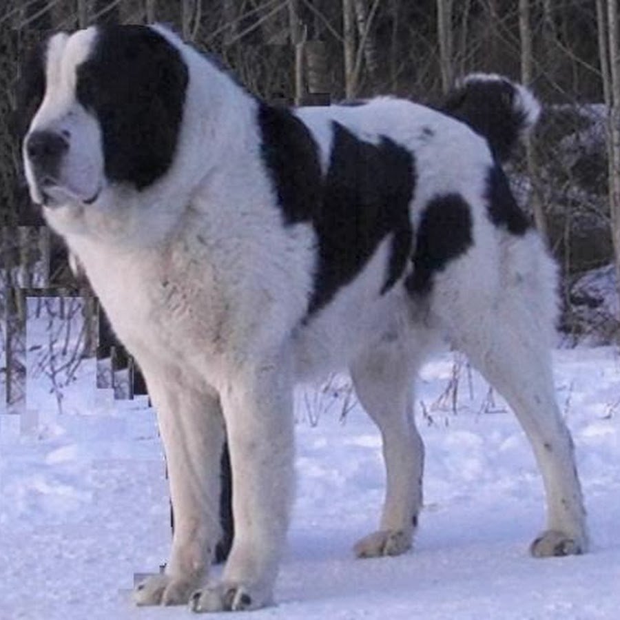 Турецкий волкодав кангал