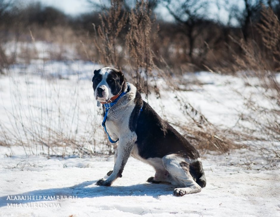 Тигровый алабай