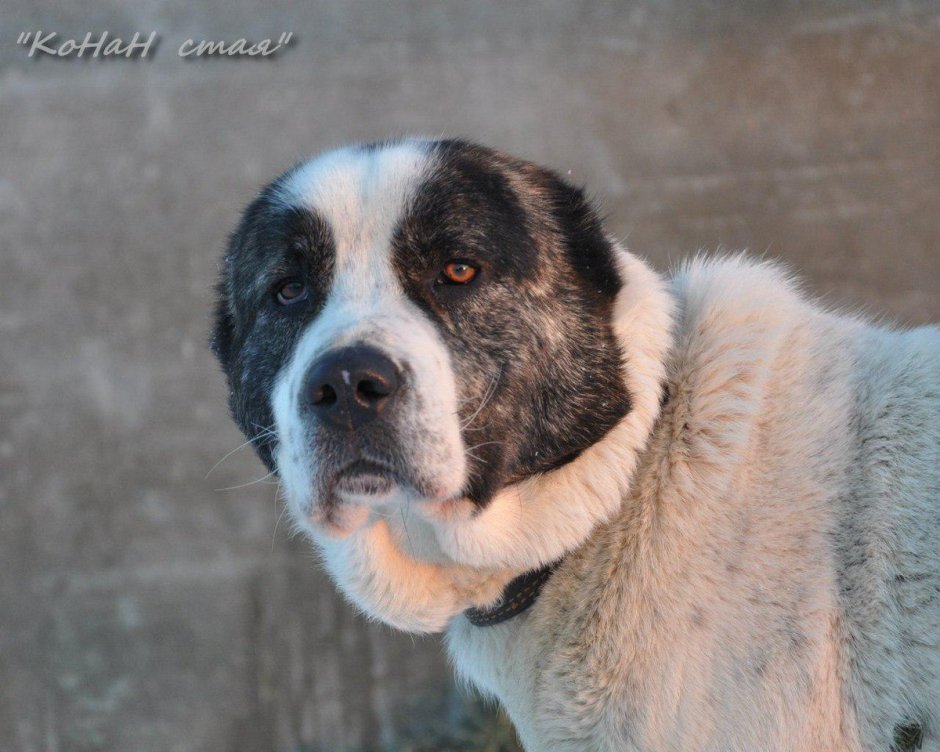 Тигровый алабай