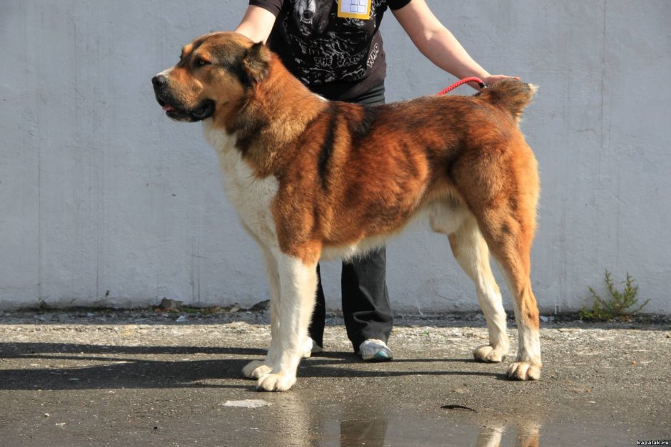Тигровый окрас алабай кобель