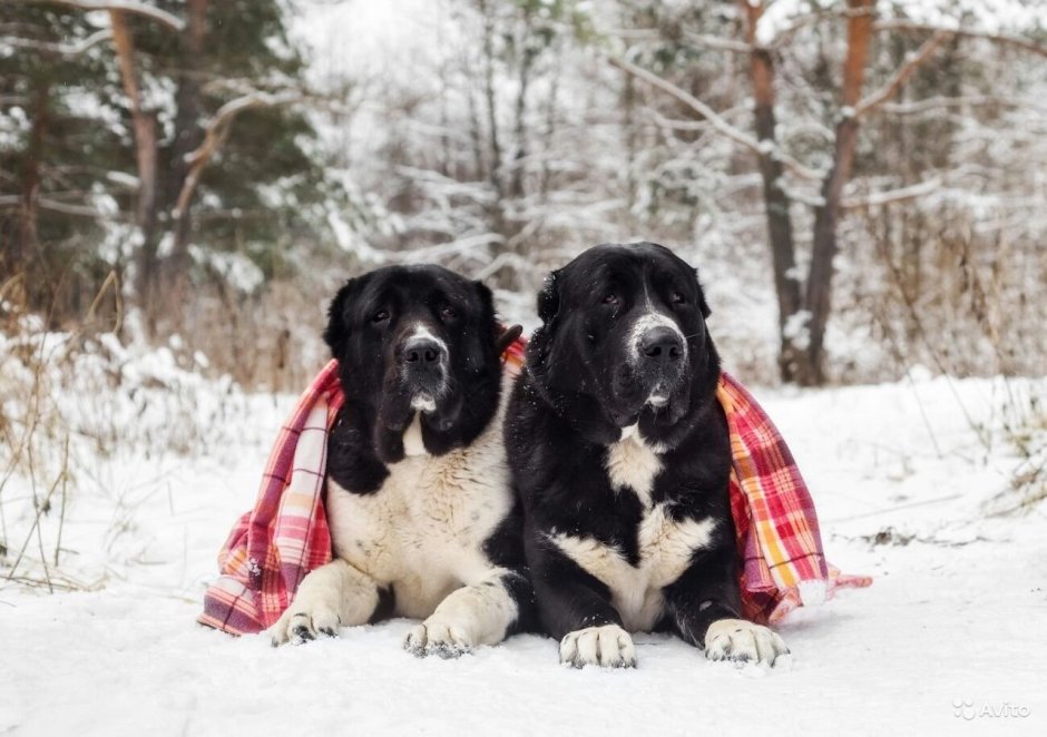 Восточно азиатская овчарка алабай