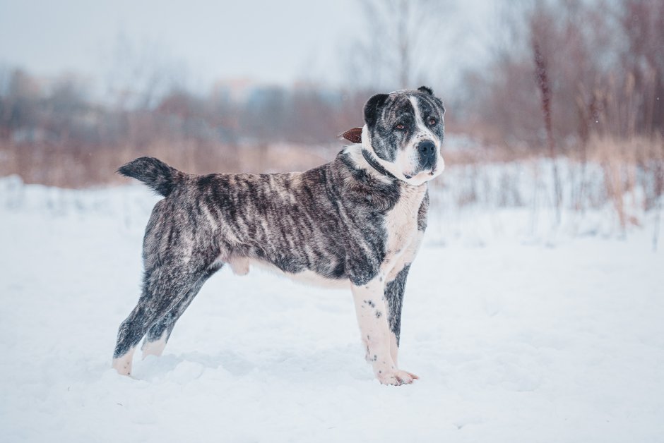 Волкодав Среднеазиатская овчарка алабай