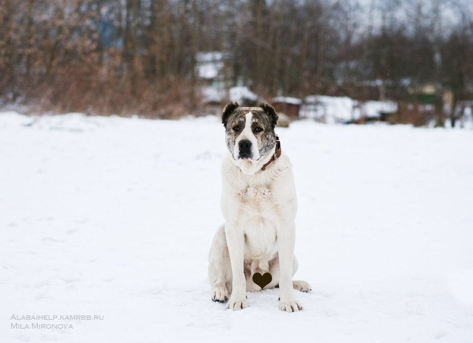Тигровая Среднеазиатская овчарка