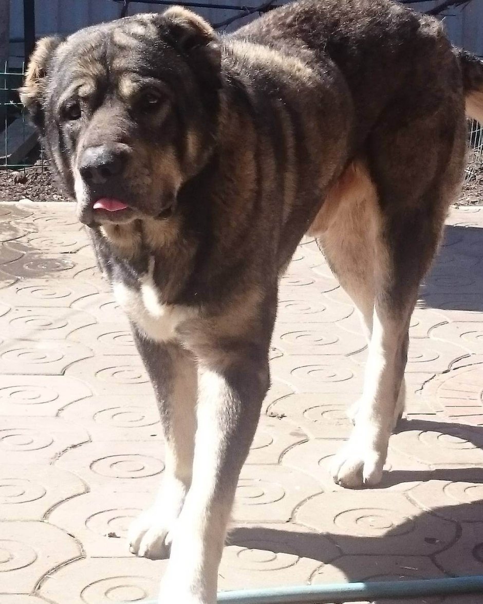 Алабай на улице