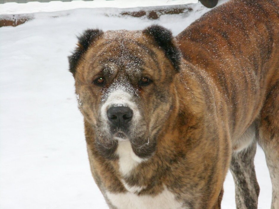 Алабай Цезарь Уфа