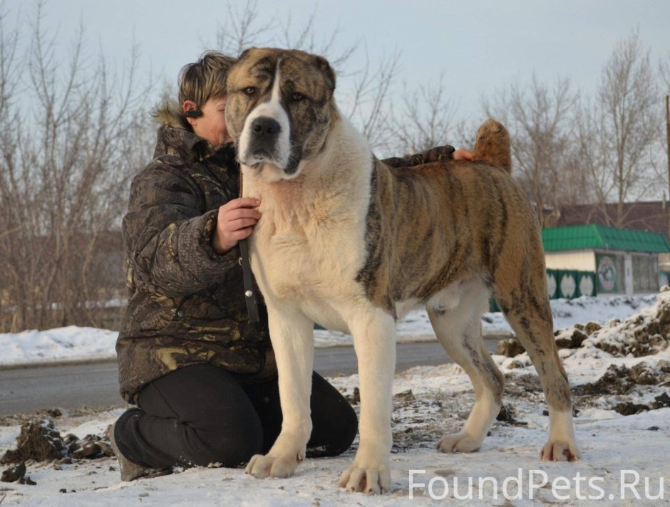 Среднеазиатская овчарка тигровый окрас