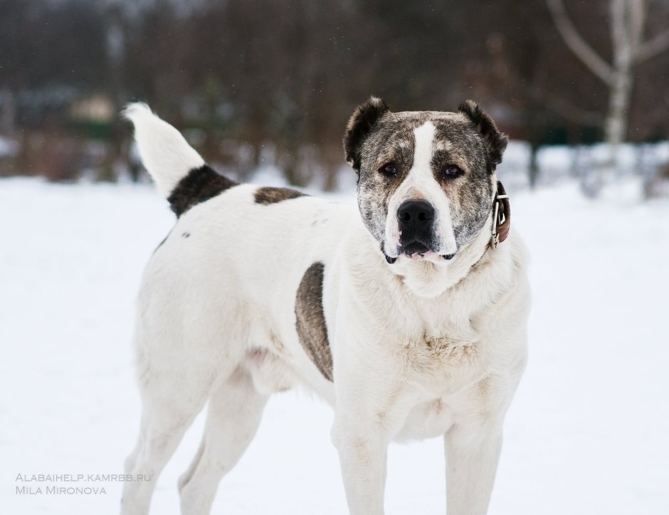 Тигровый короткошерстный алабай