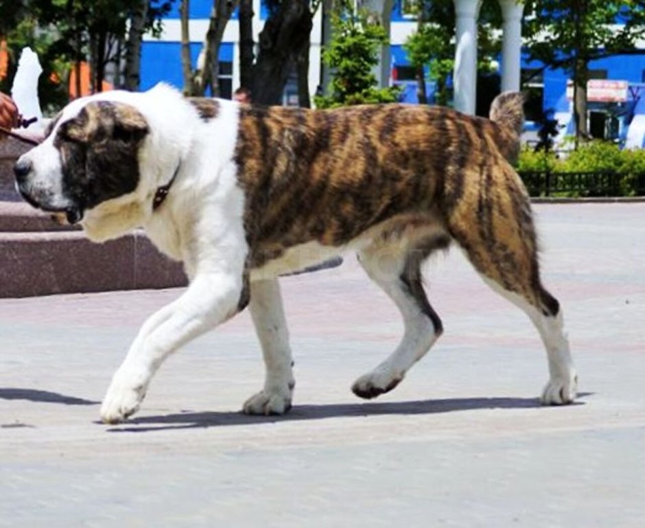 Туркменский тигровый алабай