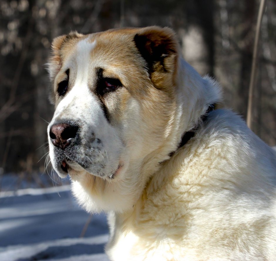 Тигровый короткошерстный алабай