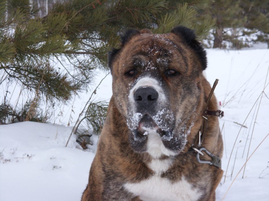 Кара Келле алабай