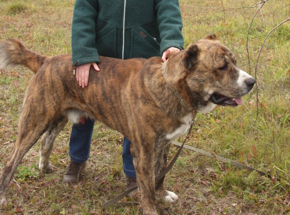 Алабай кавказец