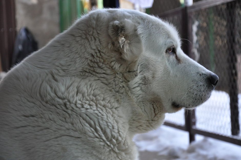 Среднеазиатская овчарка алабай черный