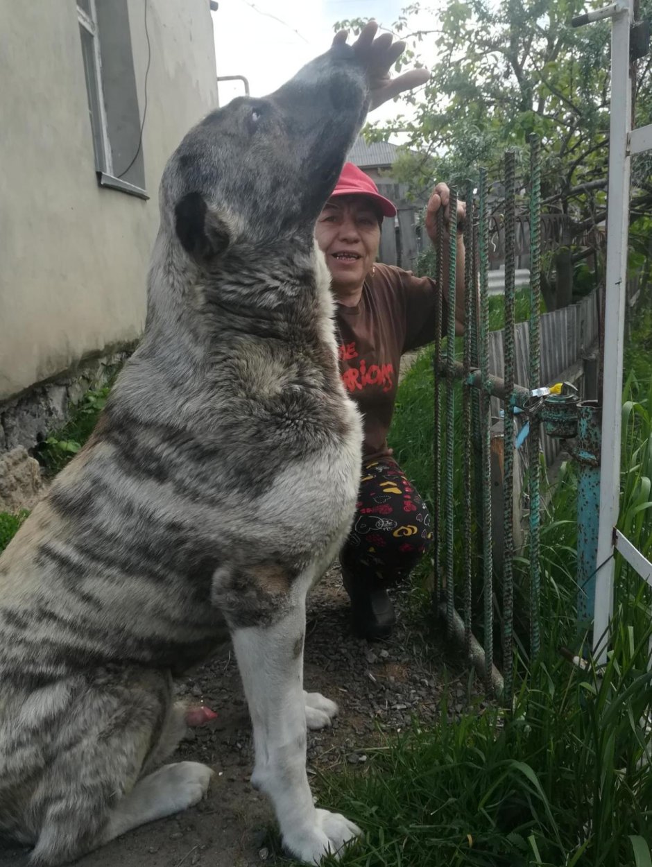 Туркменский алабай Бойцовый