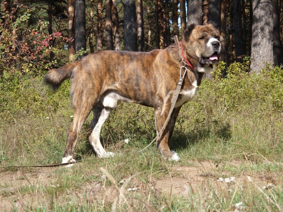 Среднеазиатская овчарка бульдозер