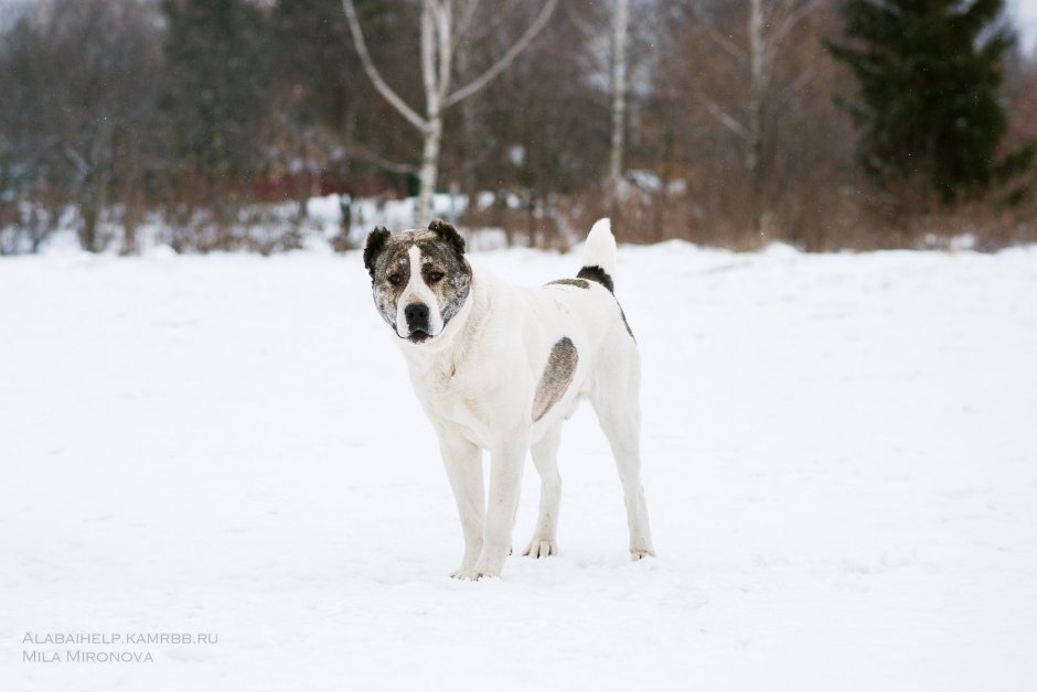 Волкодав кавказский алабай большой
