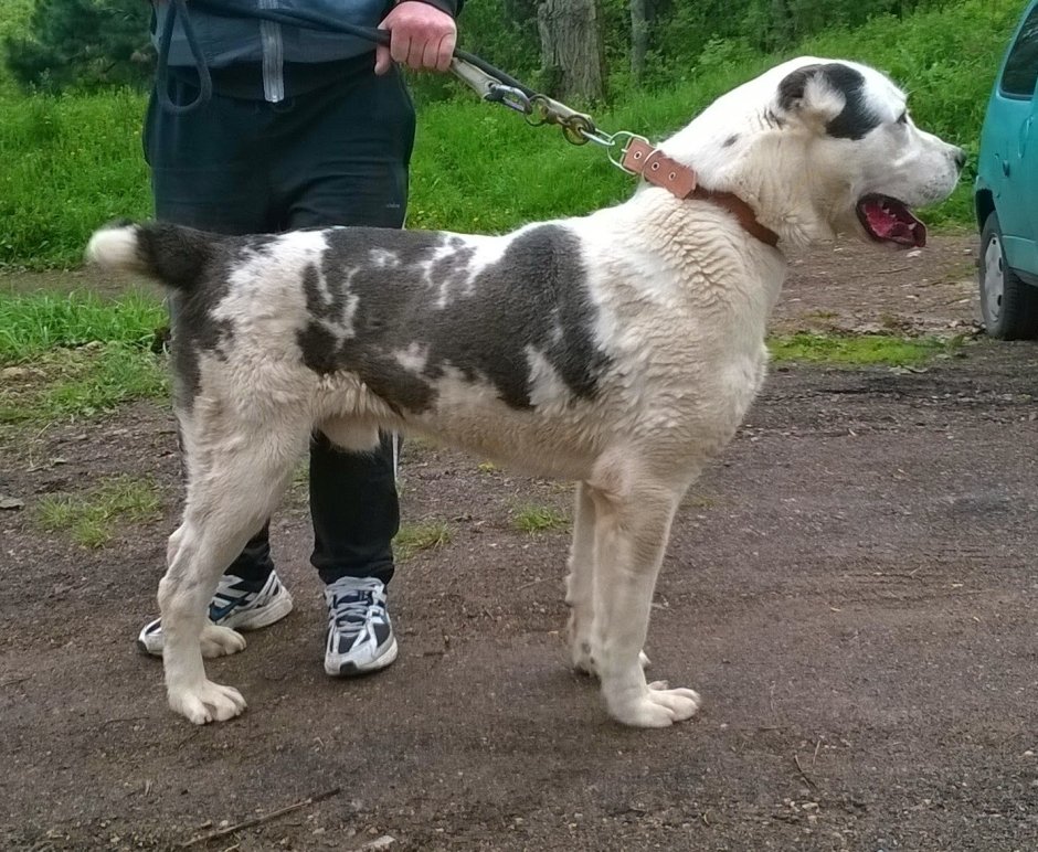 Среднеазиатская овчарка алабай папа