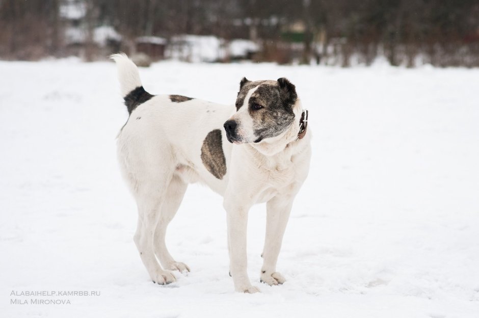 Алабай тигровый на снегу