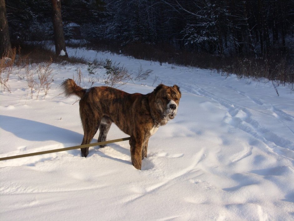 Кавказский волкодав тигровый