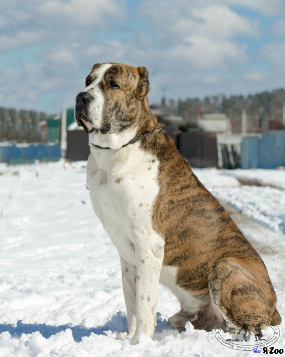 Среднеазиатская овчарка алабай тигровый