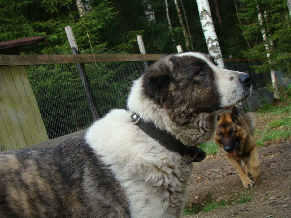 Алабай серый