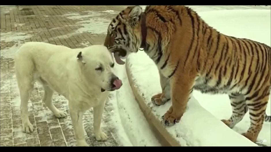 Аборигенный алабай