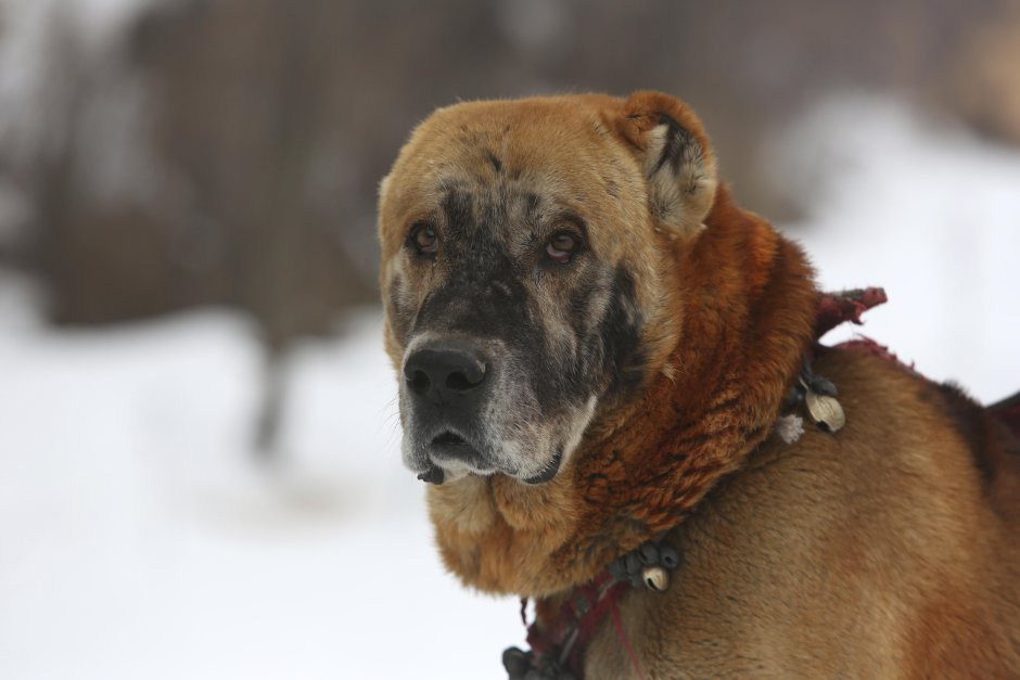 Метис борзой тигрового окраса
