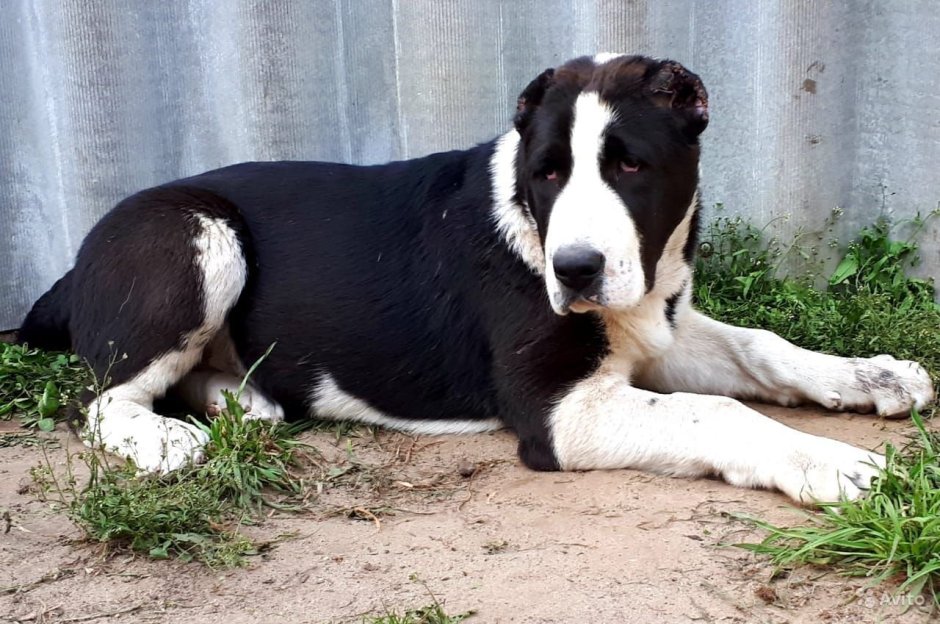 Тигровый алабай