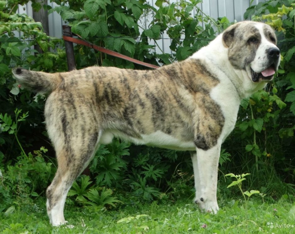 Среднеазиатская овчарка алабай рыжий