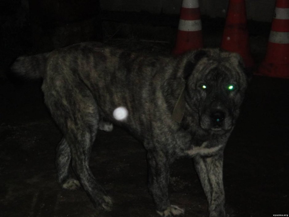 Алабай обои