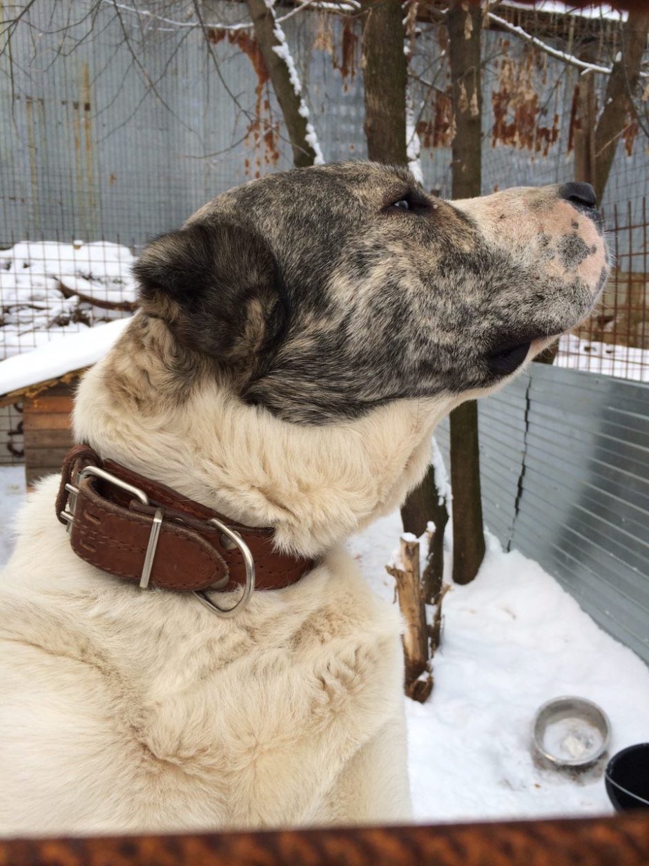 Тигровая Среднеазиатская овчарка