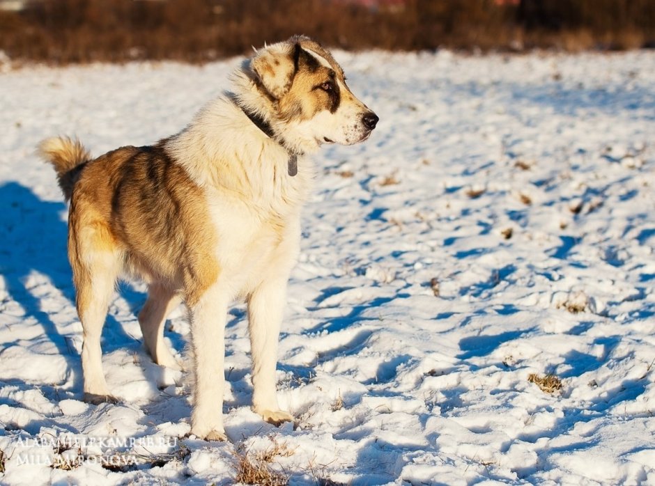 Среднеазиатская овчарка Эмма