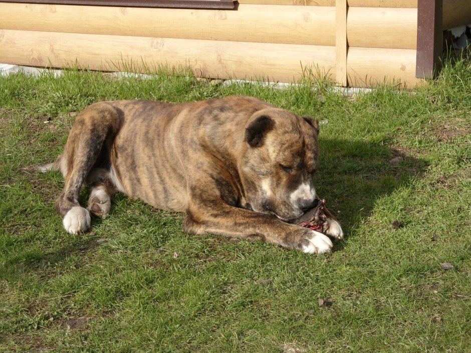 Среднеазиатская овчарка с ушами